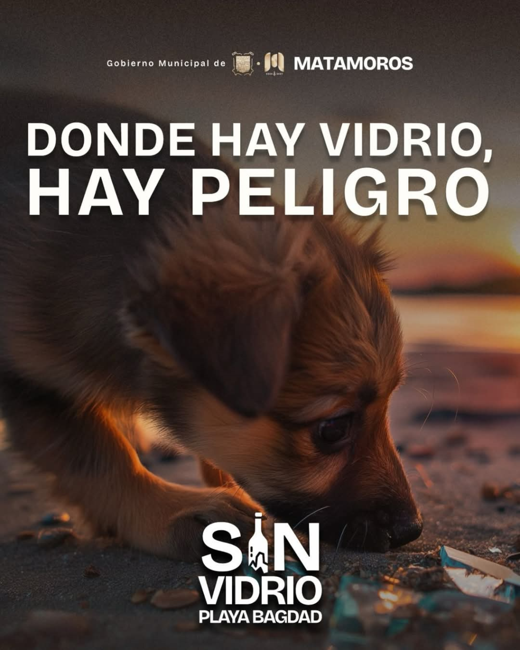 perritos