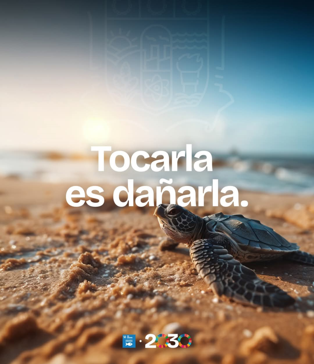 7 tortugas playa