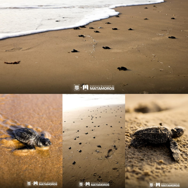 2 TORTUGAS CAMINO PLAYA