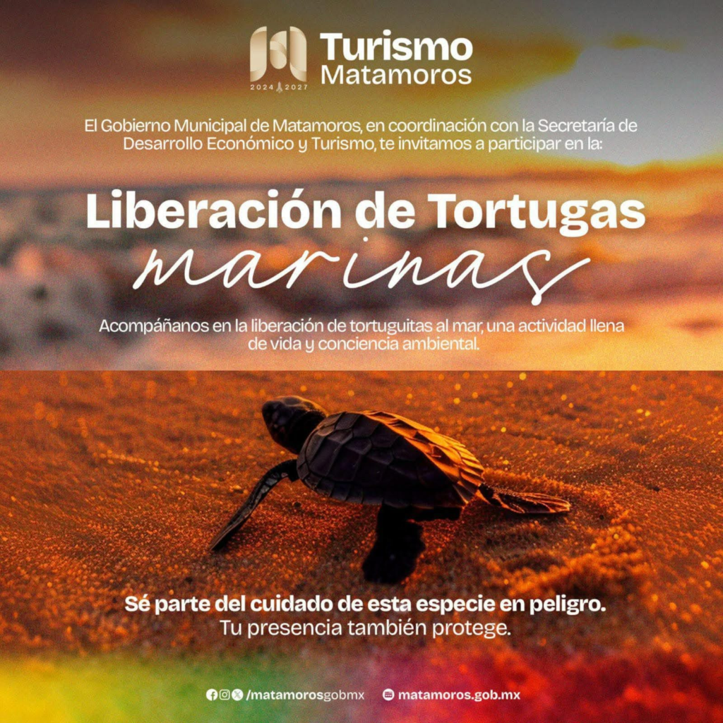 8 tortugas