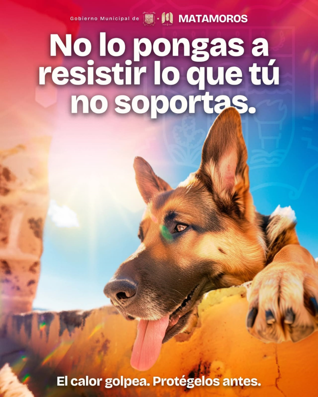 8 aviso perritos