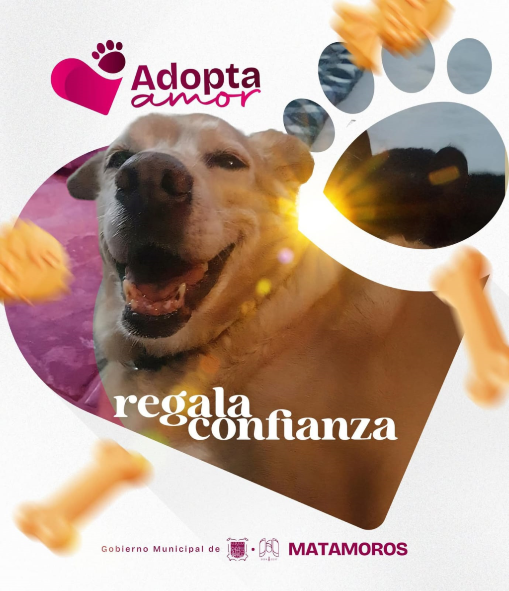 10 adopta