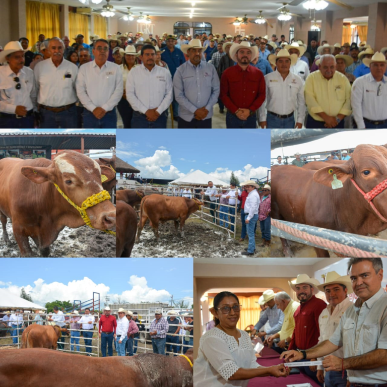 1 vacas