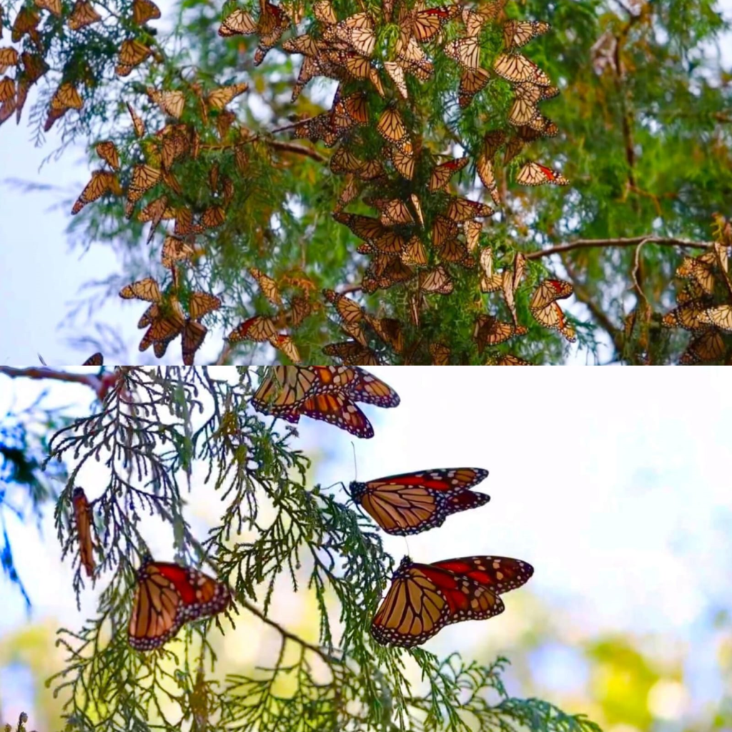 2 mariposa monarca